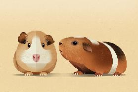 Guinea Pig