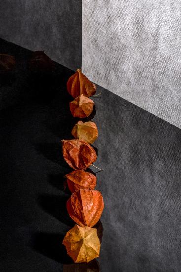 Still life with physalis