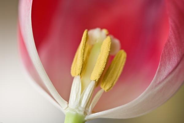 Tulpe a Brigitte Götz