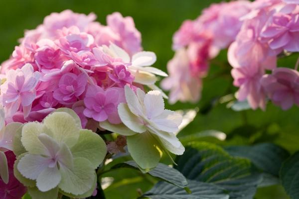 Hydrangea a Brigitte Götz