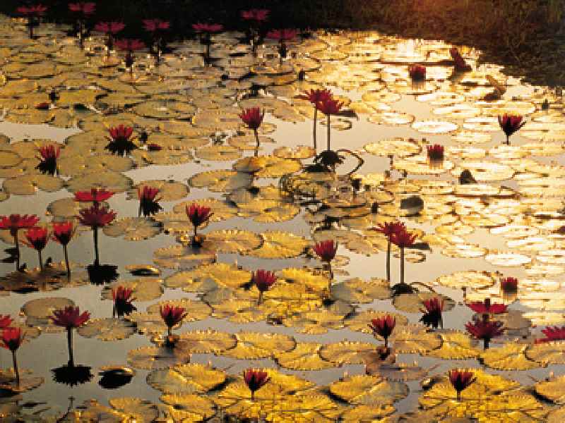 Lotus Pond a Bruno Baumann