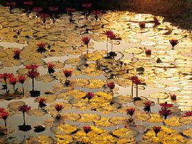 Lotus Pond