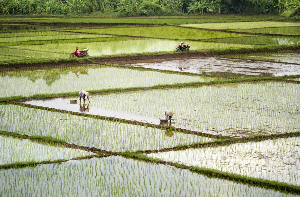 Rice Fields a Burak Senbak