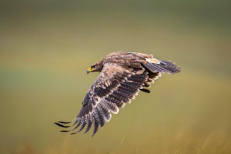 Prairie wings