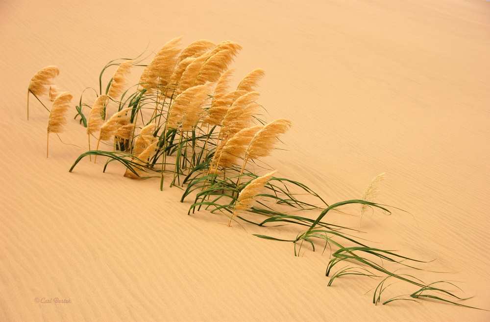 Pampas Grass in Sand Dune a Carl Bostek