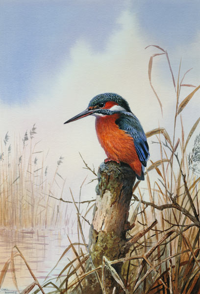 Kingfisher  a Carl  Donner