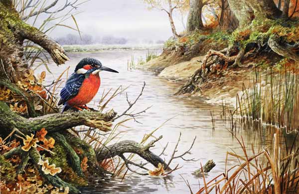 Kingfisher (w/c)  a Carl  Donner