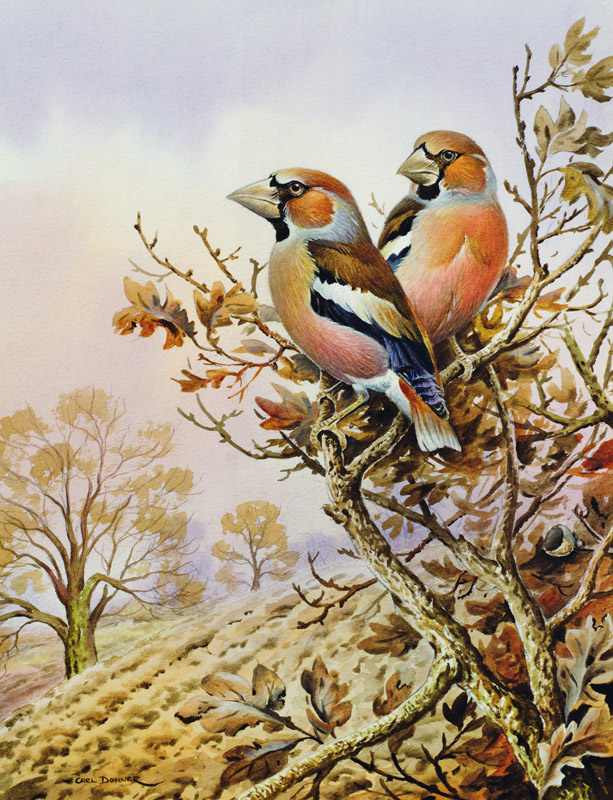 Pair of Chaffinches  a Carl  Donner
