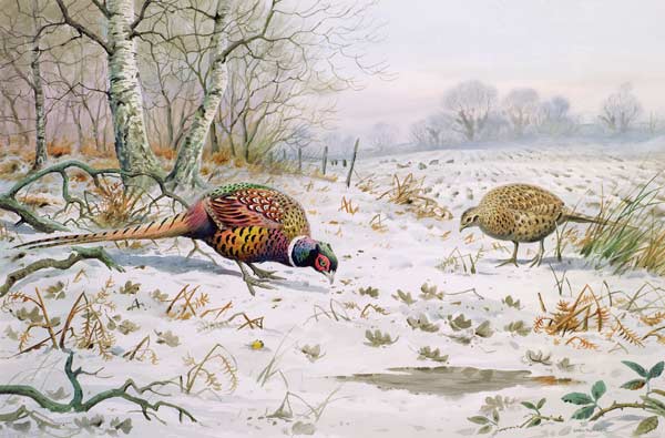 Pheasant and Partridge Eating (w/c on paper)  a Carl  Donner