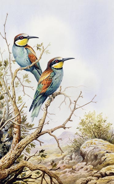 Bee-Eaters  a Carl  Donner