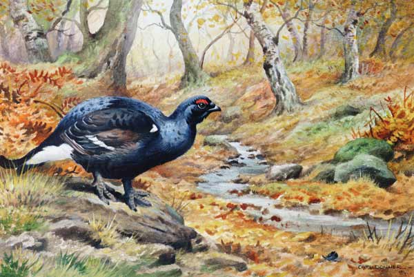 Black Cock Grouse by a stream (w/c)  a Carl  Donner