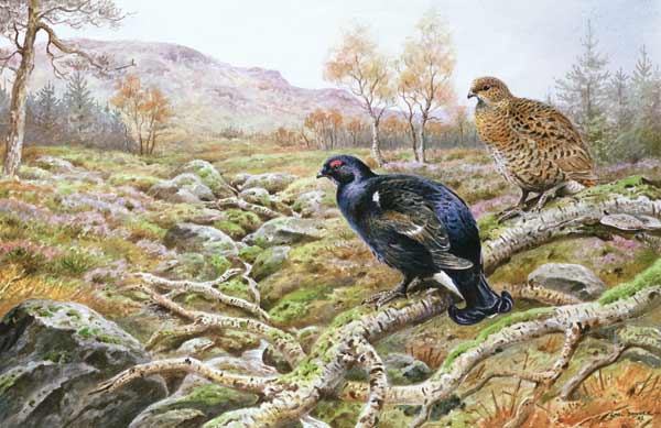 Black Grouse on a Moor  a Carl  Donner