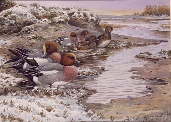 Daybreak on the Washes - Wigeon  a Carl  Donner