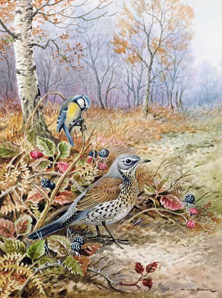 Fieldfare and Blue Tit  a Carl  Donner