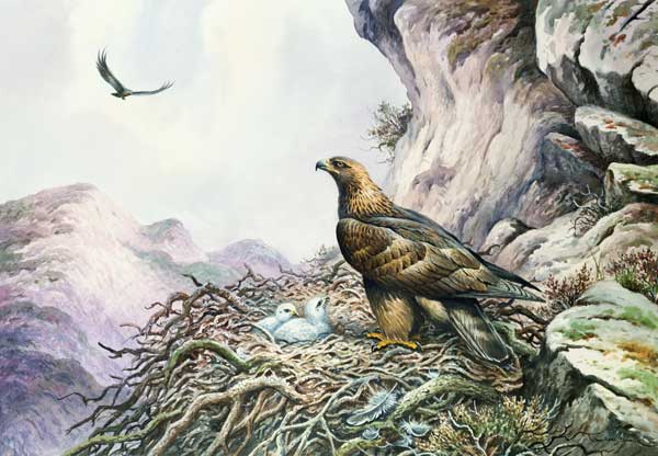 Golden Eagles at their Eyrie (w/c)  a Carl  Donner