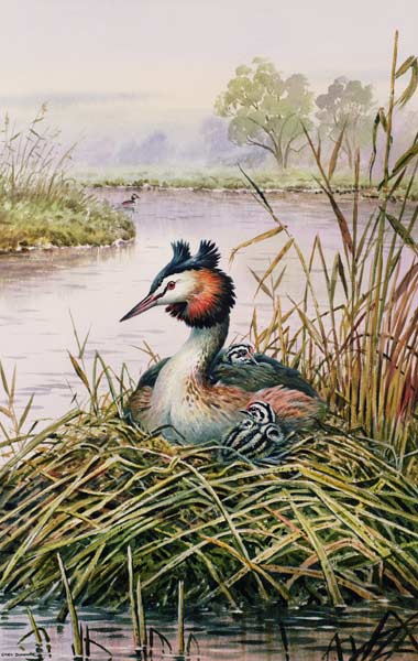 Great-Crested Grebes  a Carl  Donner