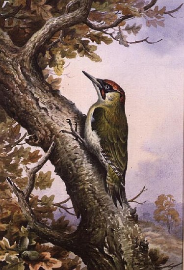 Green Woodpecker (w/c)  a Carl  Donner