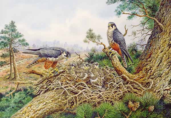 Hobbys at their Nest  a Carl  Donner
