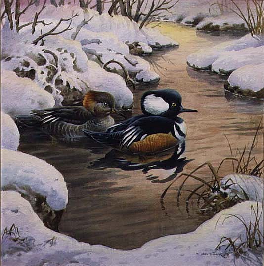 Hooded Mergansers on a Pool  a Carl  Donner
