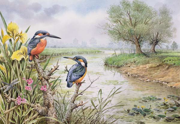 Kingfishers on the Riverbank  a Carl  Donner