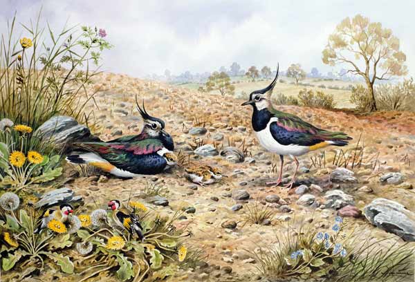 Lapwing Family with Goldfinches  a Carl  Donner