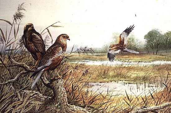 Marsh Harriers (w/c)  a Carl  Donner