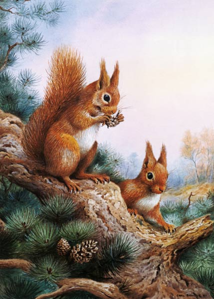 Pair of Red Squirrels on a Scottish Pine  a Carl  Donner