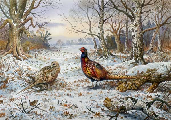 Pair of Pheasants with a Wren  a Carl  Donner