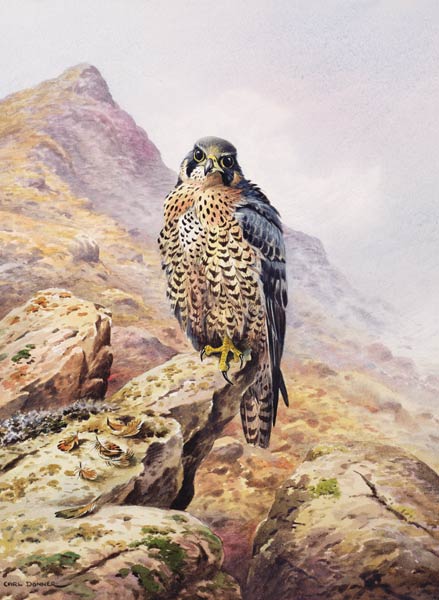 Peregrine Falcon  a Carl  Donner