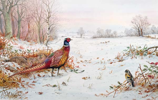 Pheasant and bramblefinch in the snow  a Carl  Donner
