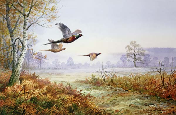 Pheasants in Flight (w/c)  a Carl  Donner