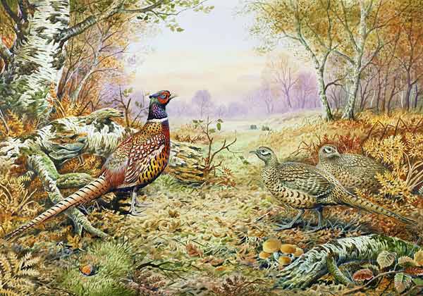 Pheasants in Woodland  a Carl  Donner