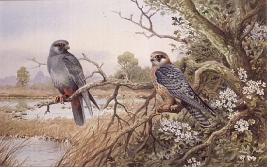 Red-footed Falcons  a Carl  Donner