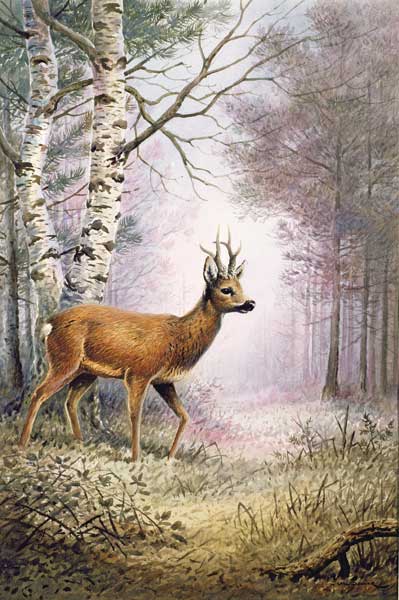 Roe-Deer  a Carl  Donner