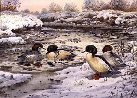 Goosanders 