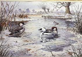 Smew (w/c) 