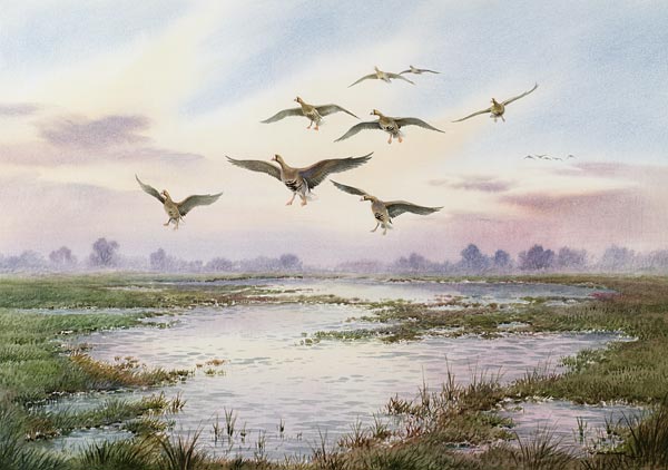 White-Fronted Geese Alighting  a Carl  Donner