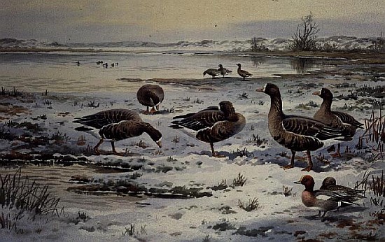 White Fronted Geese (w/c)  a Carl  Donner