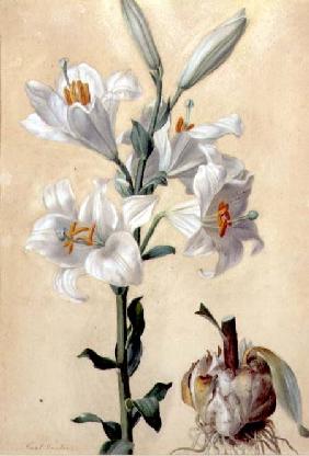 White Lily (Amaryllis Candidum) (gouache)