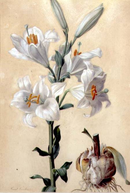 White Lily (Amaryllis Candidum) (gouache) a Carl Franz Gruber