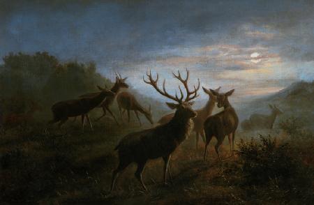 Red deer pack in the moonlight.