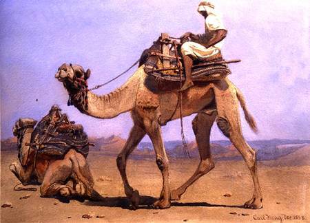 Camel Preparing to Lie Down a Carl Haag
