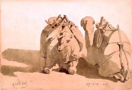 Study of camels a Carl Haag