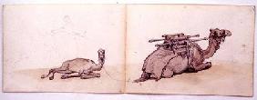 Two sketches of dromedaries
