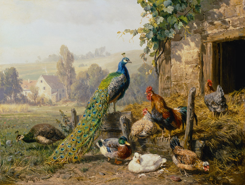 Chicken run with peacock. a Carl Jutz