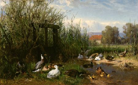 Ducks at the brook