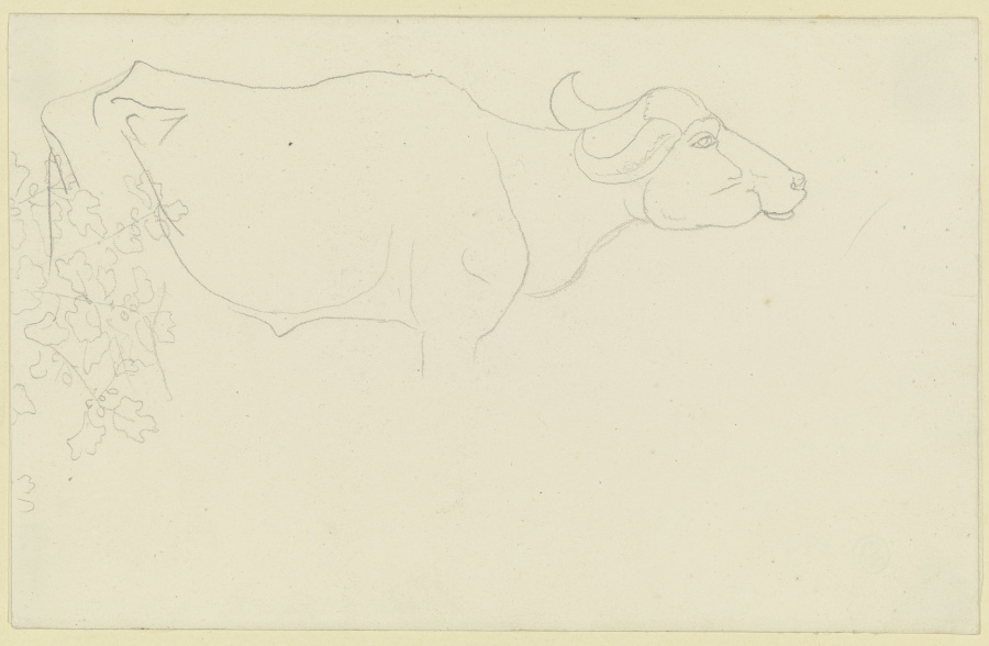 Umrisse eines Wasserbüffels, links Blattwerk a Carl Philipp Fohr