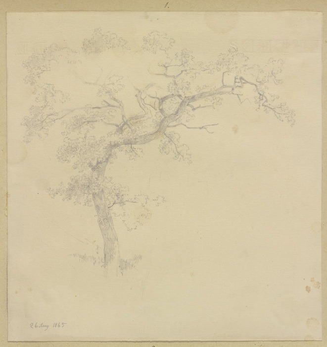 Tree a Carl Theodor Reiffenstein