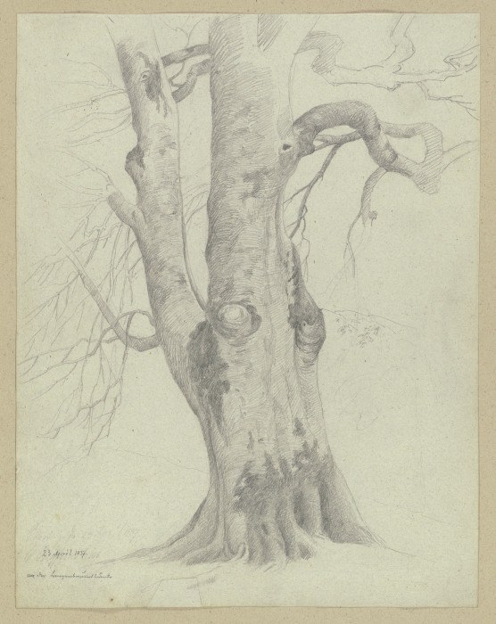 Tree a Carl Theodor Reiffenstein