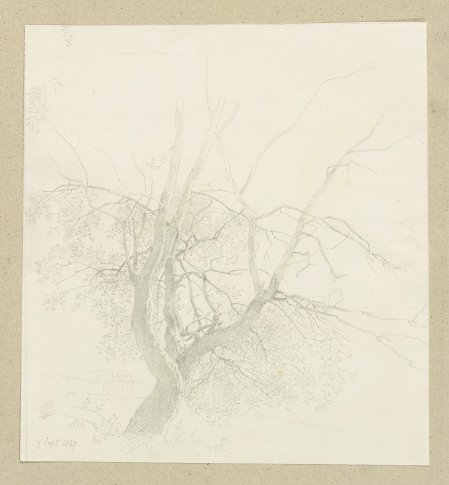 Tree with short trunk a Carl Theodor Reiffenstein